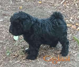 Crno štene mađarskog pulija